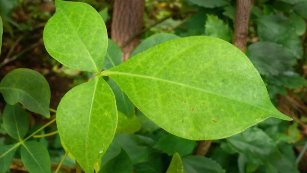 बेलपत्र का सेवन त्वचा को निखारने में भी मदद करता है. इसके एंटीऑक्सीडेंट और एंटी-बैक्टीरियल गुण चेहरे के मुंहासे, दाग-धब्बे और एलर्जी जैसी समस्याओं को कम करने में मदद करते हैं. यह त्वचा को ग्लोइंग और स्वस्थ बनाता है. बेलपत्र का सेवन त्वचा को निखारने में भी मदद करता है. इसके एंटीऑक्सीडेंट और एंटी-बैक्टीरियल गुण चेहरे के मुंहासे, दाग-धब्बे और एलर्जी जैसी समस्याओं को कम करने में मदद करते हैं. यह त्वचा को ग्लोइंग और स्वस्थ बनाता है.