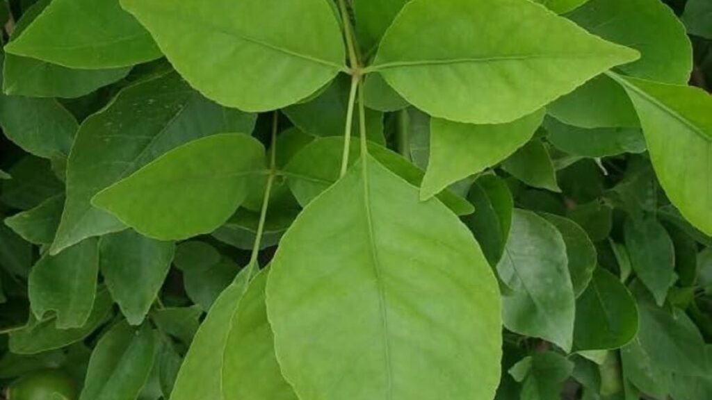 बेलपत्र में एंटी-डायबिटिक गुण होते हैं जो ब्लड शुगर लेवल को नियंत्रित करते हैं. सुबह खाली पेट इसका सेवन करने से शरीर में इंसुलिन का स्तर संतुलित रहता है और टाइप-2 डायबिटीज के मरीजों को लाभ मिलता है. बेलपत्र में एंटी-डायबिटिक गुण होते हैं जो ब्लड शुगर लेवल को नियंत्रित करते हैं. सुबह खाली पेट इसका सेवन करने से शरीर में इंसुलिन का स्तर संतुलित रहता है और टाइप-2 डायबिटीज के मरीजों को लाभ मिलता है.