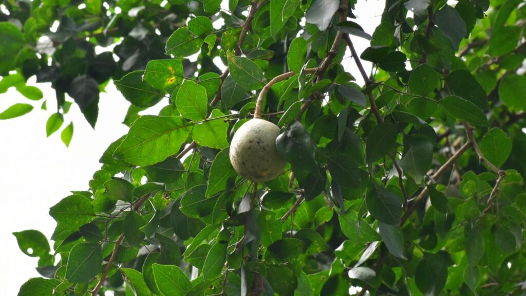 बेलपत्र में प्राकृतिक एंटी-स्ट्रेस गुण पाए जाते हैं, जो मानसिक शांति देने में सहायक होते हैं. सुबह इसे चबाने से मन शांत रहता है, मूड बेहतर होता है और फोकस बढ़ता है. यह एंग्जायटी से जूझ रहे लोगों के लिए बेहद लाभकारी है. बेलपत्र में प्राकृतिक एंटी-स्ट्रेस गुण पाए जाते हैं, जो मानसिक शांति देने में सहायक होते हैं. सुबह इसे चबाने से मन शांत रहता है, मूड बेहतर होता है और फोकस बढ़ता है. यह एंग्जायटी से जूझ रहे लोगों के लिए बेहद लाभकारी है.