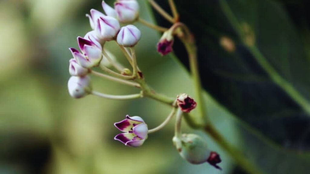 आक की जड़ और पत्तियों का प्रयोग पेट से जुड़ी समस्याओं में जैसे गैस, कब्ज, पेट दर्द और अपच में उपयोगी होता है. यह पाचन शक्ति को मजबूत करने में मदद करता है. आयुर्वेद में इसके अर्क या चूर्ण का सीमित और नियंत्रित सेवन किया जाता है. आक की जड़ और पत्तियों का प्रयोग पेट से जुड़ी समस्याओं में जैसे गैस, कब्ज, पेट दर्द और अपच में उपयोगी होता है. यह पाचन शक्ति को मजबूत करने में मदद करता है. आयुर्वेद में इसके अर्क या चूर्ण का सीमित और नियंत्रित सेवन किया जाता है.