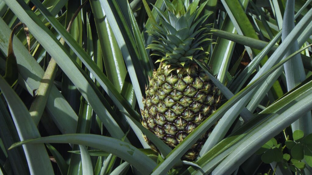 Bheligan Garden Pineapple (1,500 डॉलर का स्पेशल स्वीट): इंग्लैंड में स्पेशल ग्रीनहाउस तकनीक से उगाया गया ये अनानास महज फल नहीं, शाही स्वाद का अनुभव है. इसकी सुगंध और मिठास किसी परफ्यूम से कम नहीं लगती.