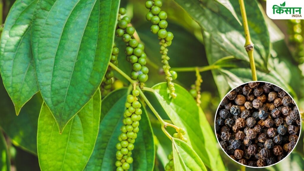 Black Pepper Farming