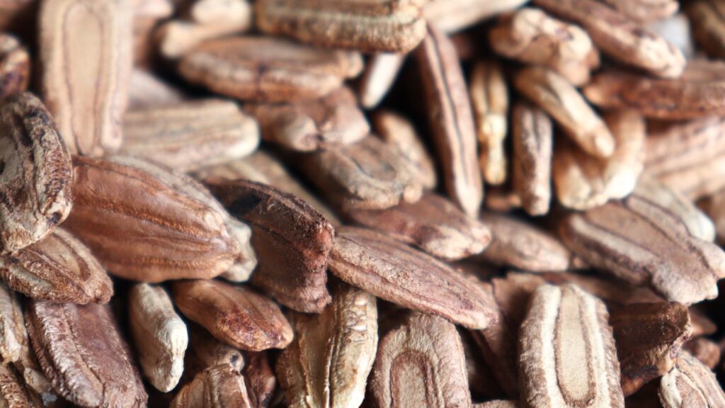 लौकी के बीजों में मौजूद डाइटरी फाइबर पाचन को दुरुस्त करता है. ये पेट की सफाई में मदद करते हैं और कब्ज, गैस, एसिडिटी जैसी समस्याओं से राहत दिलाते हैं. रोज़ाना थोड़ी मात्रा में इसका सेवन पाचन शक्ति को बेहतर बनाता है.