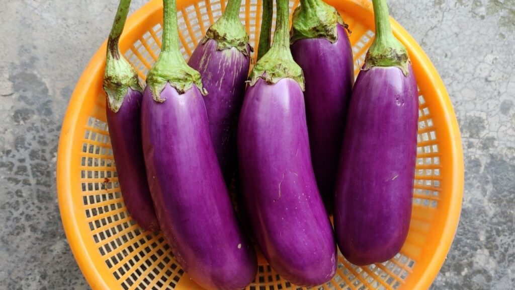 सावन में बैंगन नहीं खाने की सलाह दी जाती है क्योंकि यह भारी होता है और बारिश के मौसम में कीटाणुओं से संक्रमित हो सकता है. यह पचाने में मुश्किल होता है और पेट में गैस व अपच जैसी समस्याएं पैदा कर सकता है. सावन में बैंगन नहीं खाने की सलाह दी जाती है क्योंकि यह भारी होता है और बारिश के मौसम में कीटाणुओं से संक्रमित हो सकता है. यह पचाने में मुश्किल होता है और पेट में गैस व अपच जैसी समस्याएं पैदा कर सकता है.