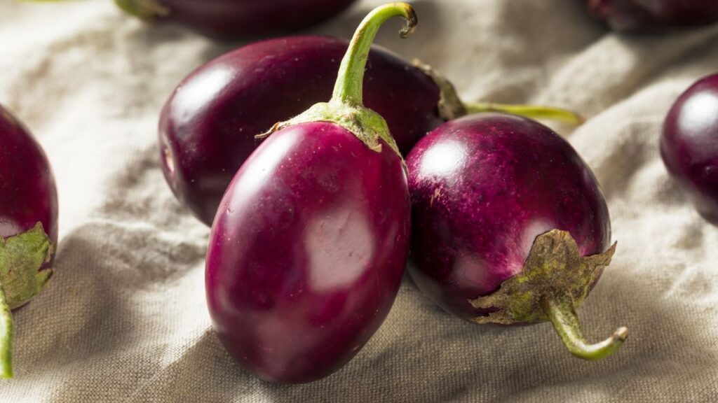 नमी की वजह से बैंगन में कीड़े लगने की संभावना बहुत ज्यादा होती है. बाहर से देखने पर बैंगन ठीक लग सकता है, लेकिन अंदर से सड़ा हुआ या कीड़ों से भरा हो सकता है, जो खाने के बाद शरीर में संक्रमण फैला सकता है.