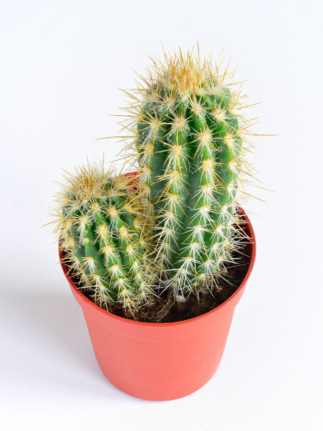 Vastu Tips: क्या घर में Cactus का पौधा लगाना चाहिए?