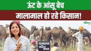 पशुपालकों के लिए रोजगार का नया मौका, केवल दूध ही नहीं ऊंट के आंसुओं से भी होगी कमाई