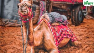 एक मक्खी और ऊंट की सेहत तबाह! जानिए बारिश में क्यों बढ़ता है सर्रा का खतरा