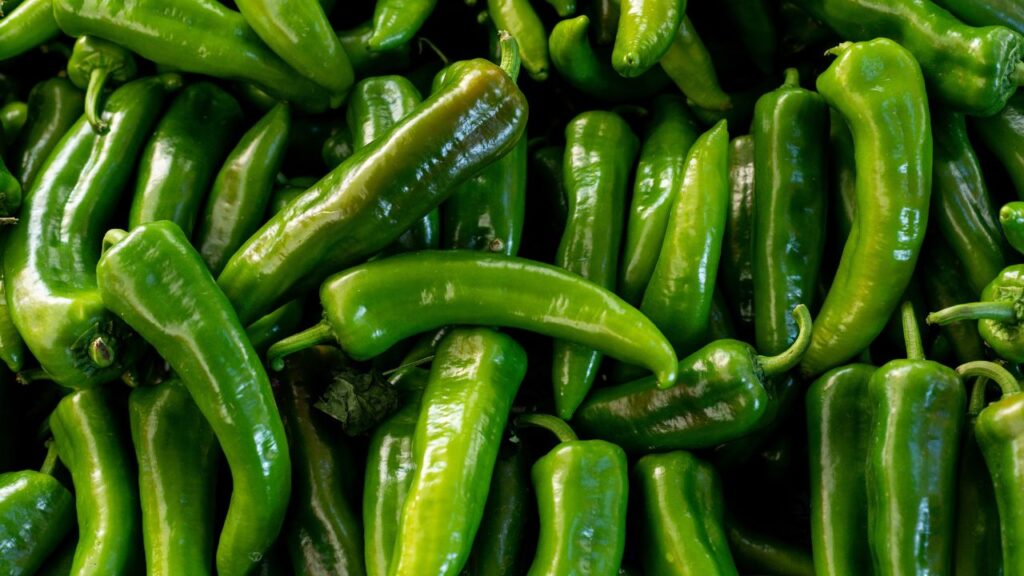 Chilli Cultivation