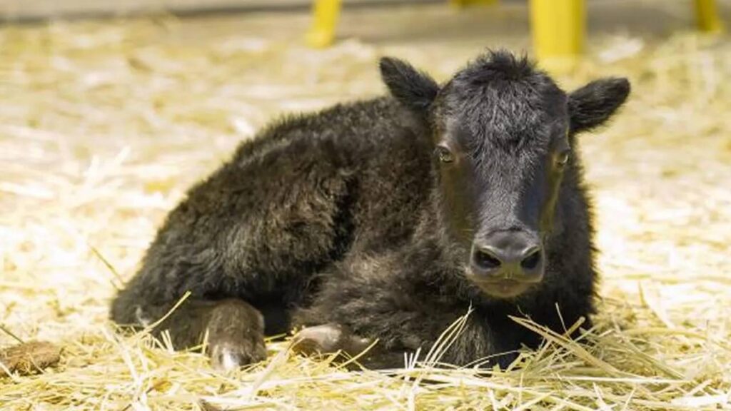 Cloned Yak Born in Tibet