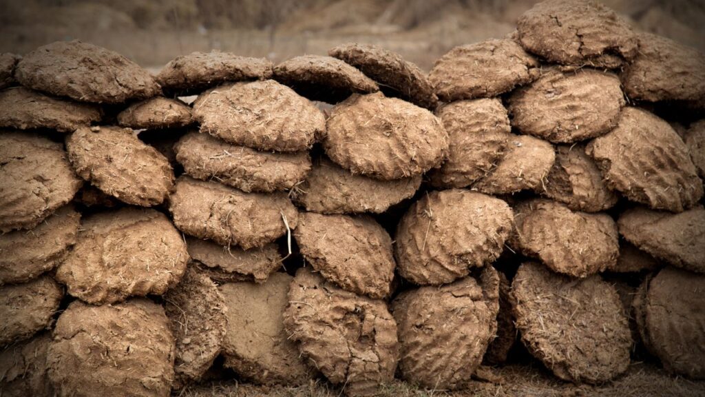 गाय के गोबर से बनने वाली बायोगैस ग्रामीण इलाकों के लिए वरदान है. यह सस्ता, नया और पर्यावरण-अनुकूल ईंधन है, जो लकड़ी और गैस सिलेंडर का बढ़िया विकल्प बन चुका है. गाय के गोबर से बनने वाली बायोगैस ग्रामीण इलाकों के लिए वरदान है. यह सस्ता, नया और पर्यावरण-अनुकूल ईंधन है, जो लकड़ी और गैस सिलेंडर का बढ़िया विकल्प बन चुका है.