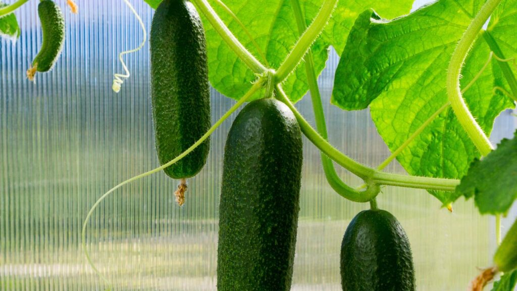 खीरा तीन अलग-अलग सीजन में उगाया जा सकता है. गर्मी (फरवरी के अंत से मार्च तक) सबसे अच्छा समय माना जाता है. फल अप्रैल-जून तक तैयार हो जाते हैं. बरसात (जून-जुलाई) मिट्टी में नमी होती है, जिससे पौधे जल्दी बढ़ते हैं. सर्दी (ग्रीनहाउस में) अक्टूबर-नवंबर में पौधे लगते हैं और फल दिसंबर-फरवरी में आते हैं. 