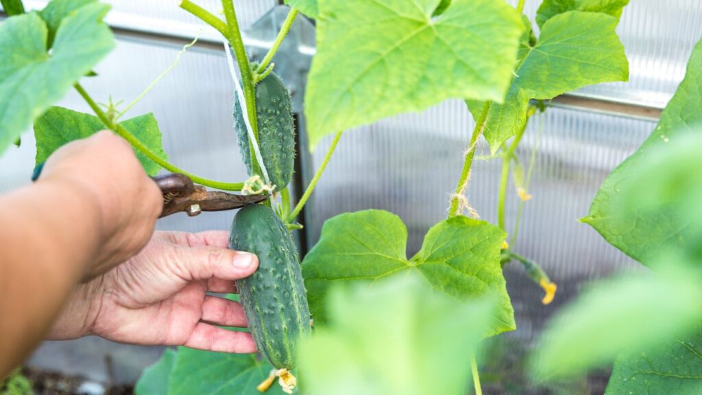 खीरा उगाने के लिए रेतीली दोमट या हल्की भुरभुरी मिट्टी सबसे उपयुक्त मानी जाती है. ऐसी मिट्टी पानी को रोकती नहीं, जिससे जड़ें सड़ती नहीं हैं. नरम, गहरी और अच्छी जल निकासी वाली मिट्टी में बीज जल्दी अंकुरित होते हैं और पौधे मजबूत बनते हैं.