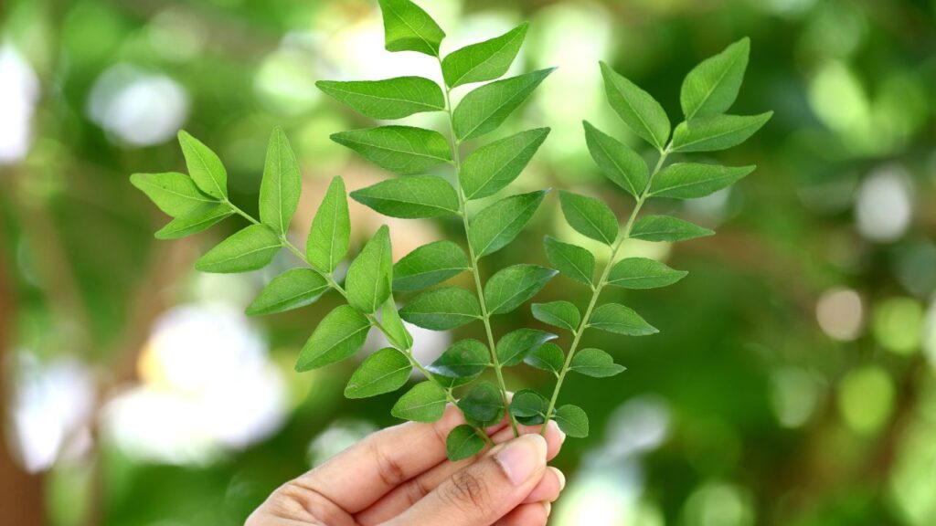 How to Grow Curry Leaf Plant at Home: Easy Tips to Keep Your Kitchen Filled with Fresh Aroma
