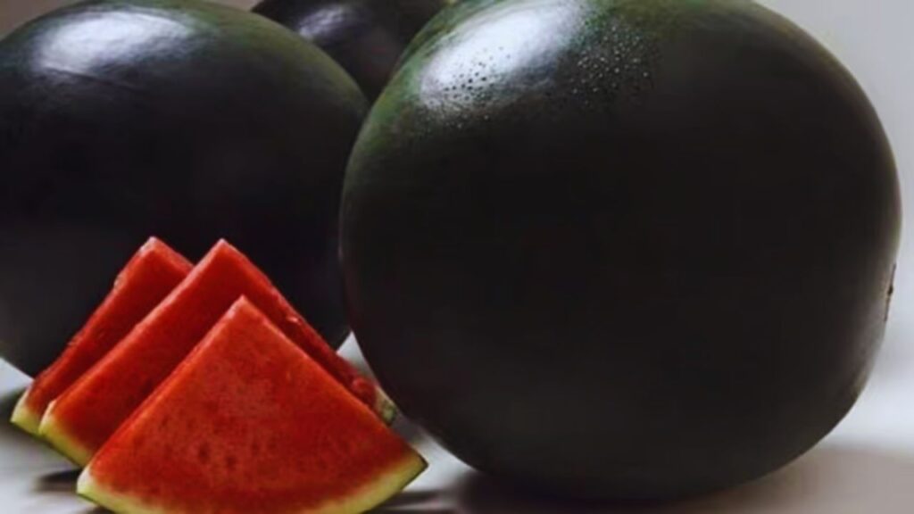 Densuke Watermelon (6,000 डॉलर का स्वाद): जापान का ये दुर्लभ तरबूज न सिर्फ काले रंग के कारण खास है, बल्कि इसकी सुगंध और मिठास इसे लक्ज़री फल की कैटेगरी में लाती है.
