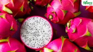 अब ड्रैगन फ्रूट की खेती से आमदनी बढ़ाना होगा आसान, सरकार दे रही 2.70 लाख रुपये की सब्सिडी