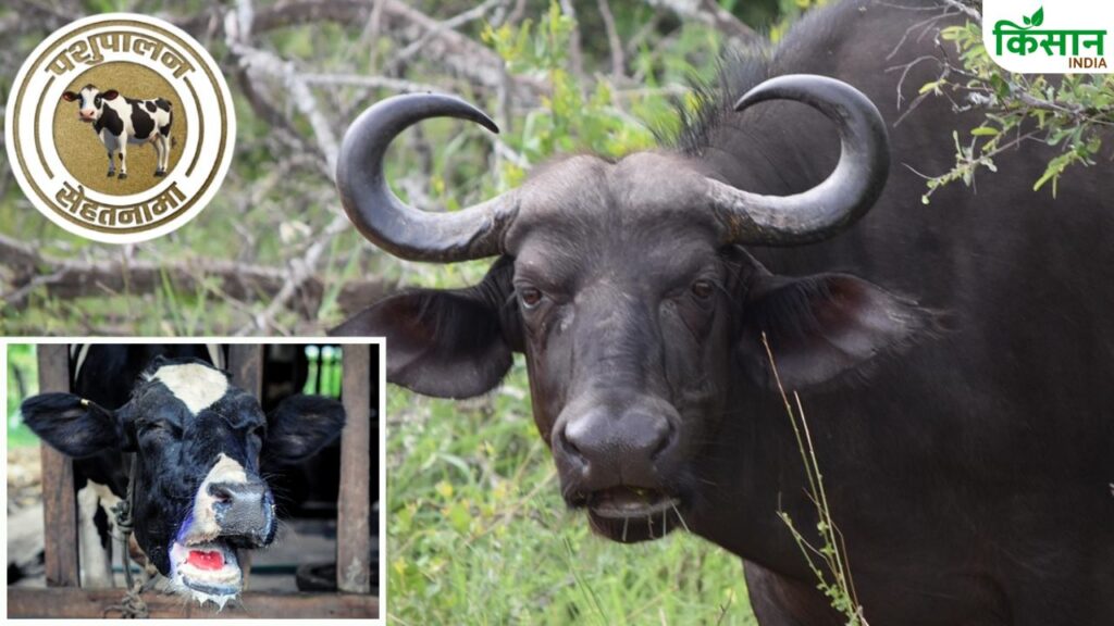 Foot and Mouth Disease