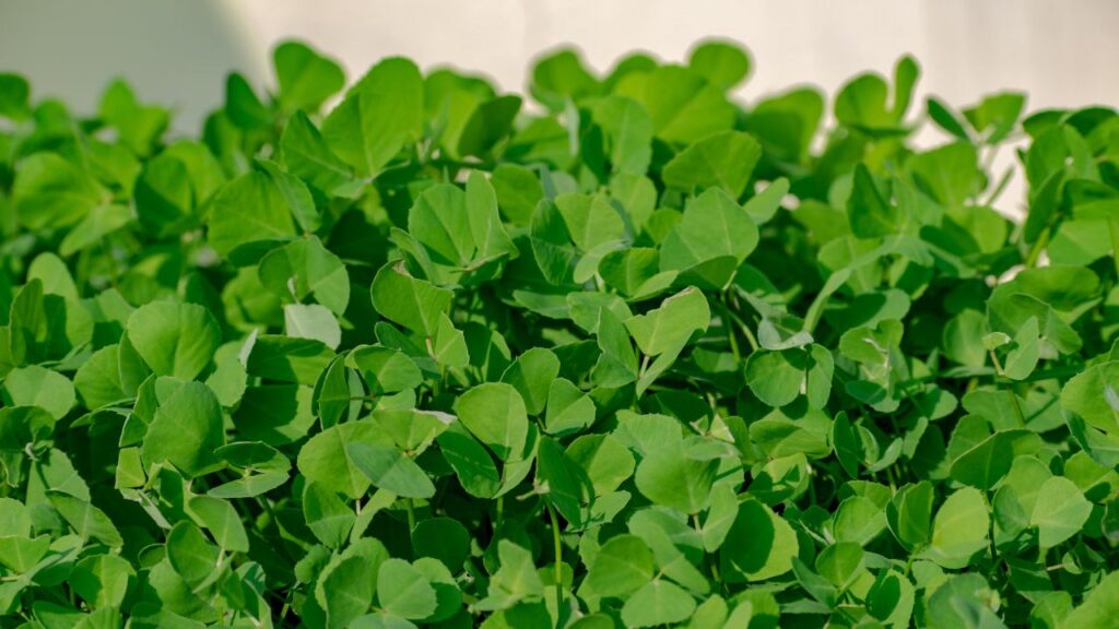 मेथी के पत्ते और बीज दोनों औषधीय गुणों से भरपूर होते हैं. इसे पराठों, सब्जियों और दालों में स्वाद बढ़ाने के लिए डाला जाता है. इसके बीजों को गमले में बोने पर हरे पत्ते जल्दी ही निकल आते हैं. ताजगी से भरपूर यह पौधा खासतौर पर सर्दियों के लिए बेहद उपयोगी है.