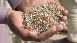 पंजाब में DAP की भारी किल्लत, दुकानदार वसूल रहे ज्यादा रकम.. किसान कैसे करें गेहूं की बुवाई?