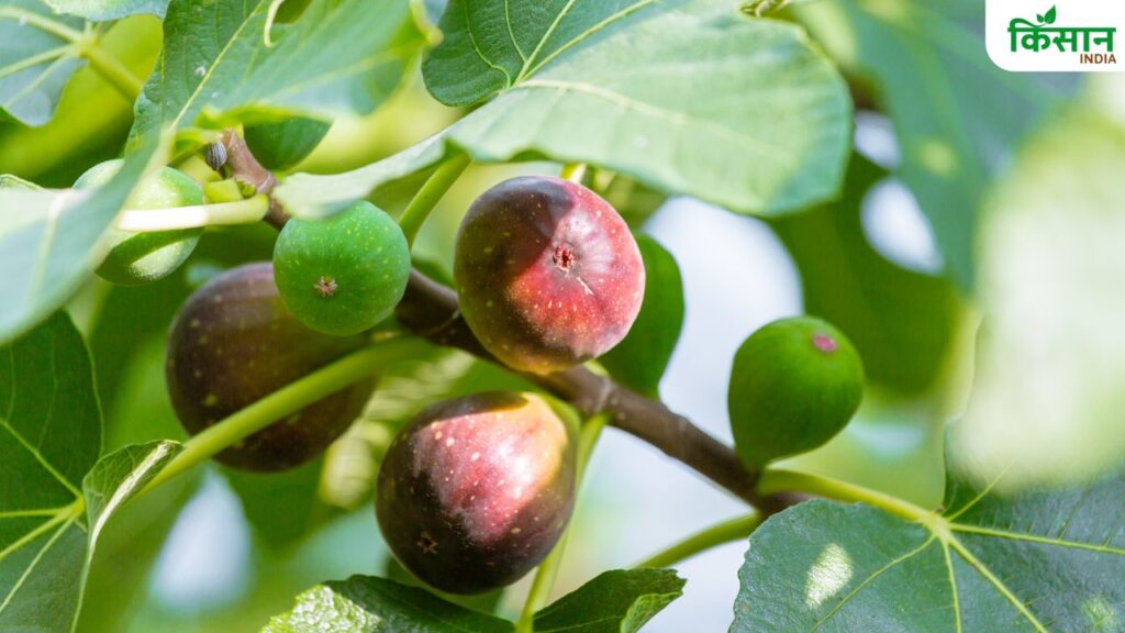Fig Farming