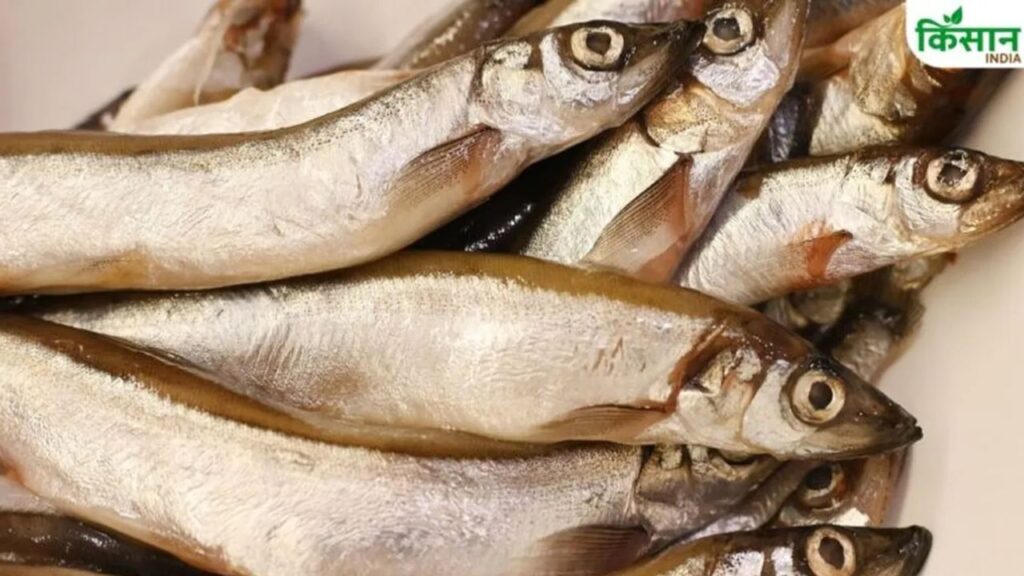 Fish disease EUS