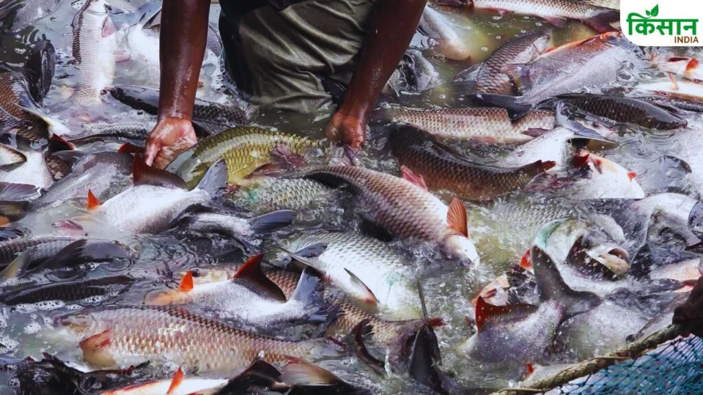 care of fish