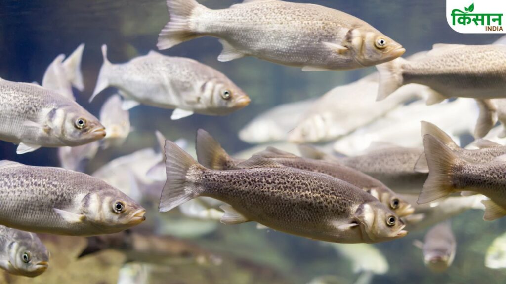 fish farming