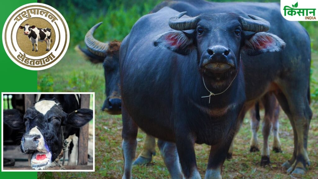 Foot and Mouth Disease