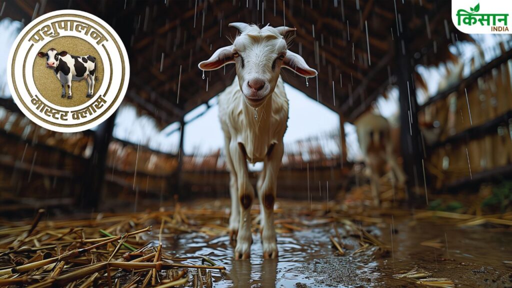 goat farming- Pic-Ai