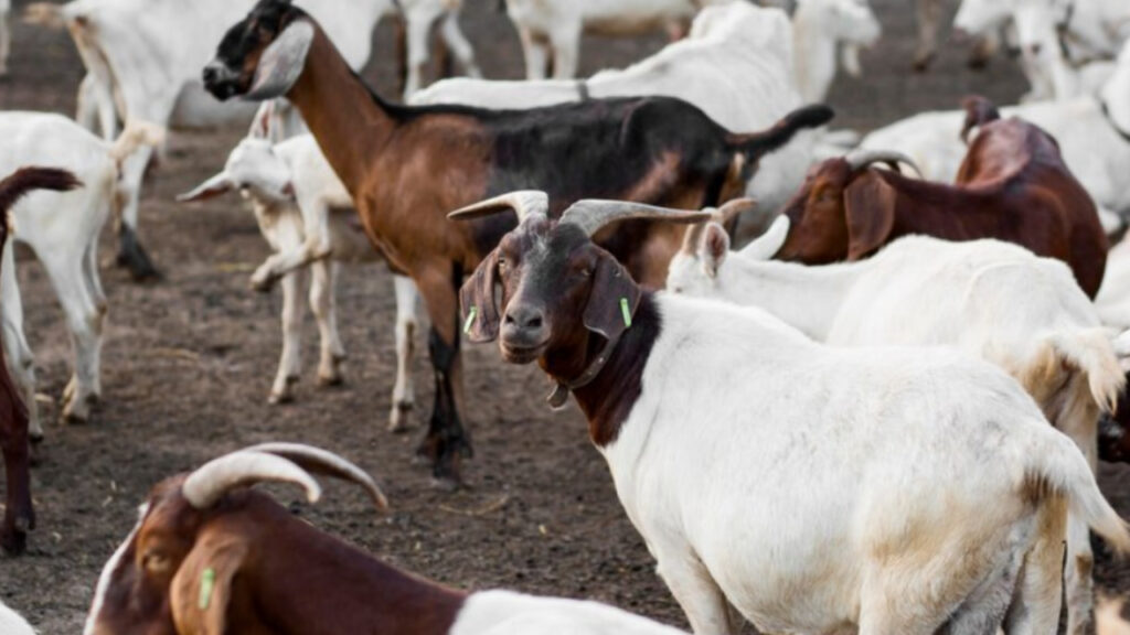 Animal Husbandry (FREEPIK)