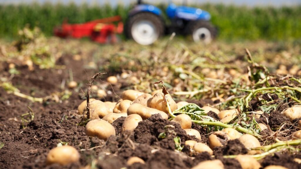 यह तकनीक किसानों को एक ही जगह से दो फसलें लेने का मौका देती है, जिससे मेहनत कम होती है और मुनाफा ज्यादा होता है. खासकर कम जमीन वाले किसानों के लिए यह वरदान जैसी है.