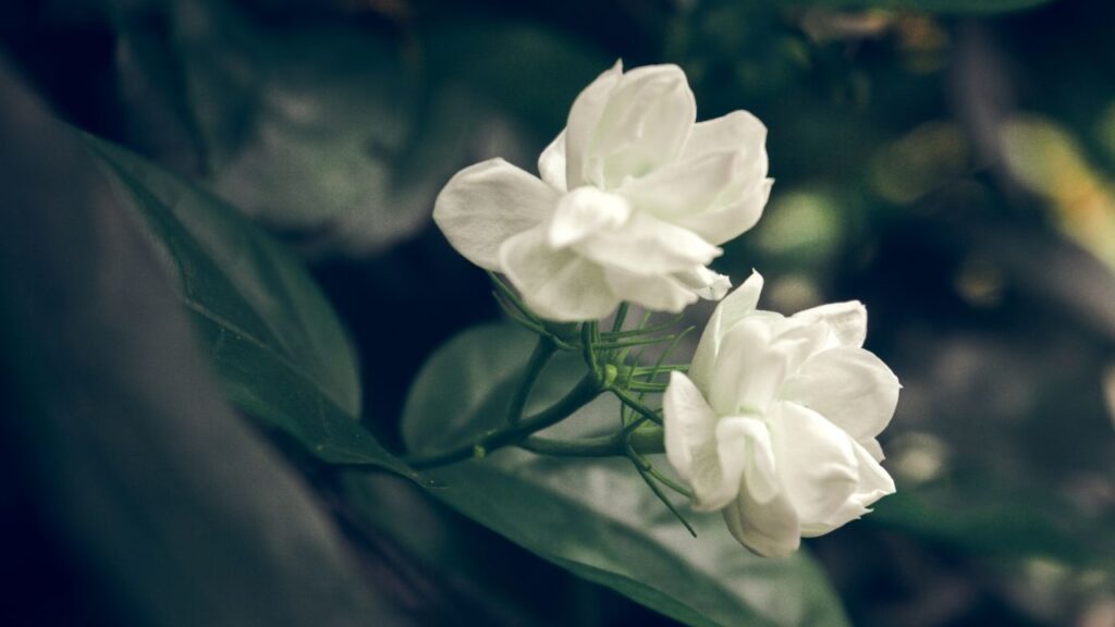 पौधे की मिट्टी में गोबर खाद, वर्मीकॉम्पोस्ट, कोकोपीट और भुरभुरी मिट्टी मिलाएं. यह पोषक तत्वों को बढ़ाता है और पौधे की जड़ों को मजबूत बनाता है, जिससे फूल आना शुरू हो जाते हैं. पौधे की मिट्टी में गोबर खाद, वर्मीकॉम्पोस्ट, कोकोपीट और भुरभुरी मिट्टी मिलाएं. यह पोषक तत्वों को बढ़ाता है और पौधे की जड़ों को मजबूत बनाता है, जिससे फूल आना शुरू हो जाते हैं.