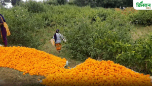 गेंदा फूल की खेती से किसान बन रहे हैं लखपति, लागत के मुकाबले कमा रहे ज्यादा मुनाफा