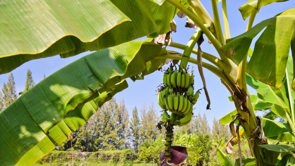 केले के लिए दोमट या बलुई मिट्टी सबसे उपयुक्त मानी जाती है. मिट्टी में पानी का निकास अच्छा होना चाहिए. आप इसमें गोबर की खाद, वर्मी कम्पोस्ट और थोड़ी रेत मिलाकर इसकी उपज बढ़ा सकते हैं. केले के लिए दोमट या बलुई मिट्टी सबसे उपयुक्त मानी जाती है. मिट्टी में पानी का निकास अच्छा होना चाहिए. आप इसमें गोबर की खाद, वर्मी कम्पोस्ट और थोड़ी रेत मिलाकर इसकी उपज बढ़ा सकते हैं.