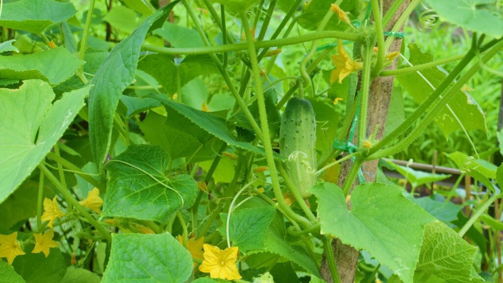 खीरे के पौधे बेल की तरह फैलते हैं, इसलिए उन्हें चढ़ाने के लिए बांस, लकड़ी या जाली का सहारा देना जरूरी होता है. इससे पौधों को हवा और धूप भरपूर मिलती है और फल नीचे गिरने की बजाय सुरक्षित रहते हैं.