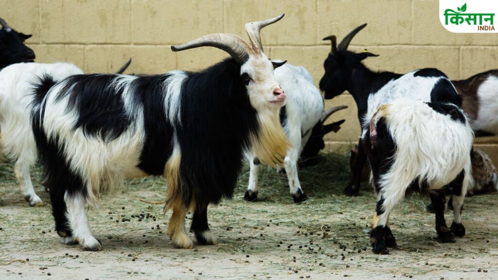 Goat Farming