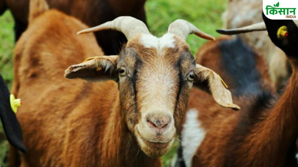 Goat farming