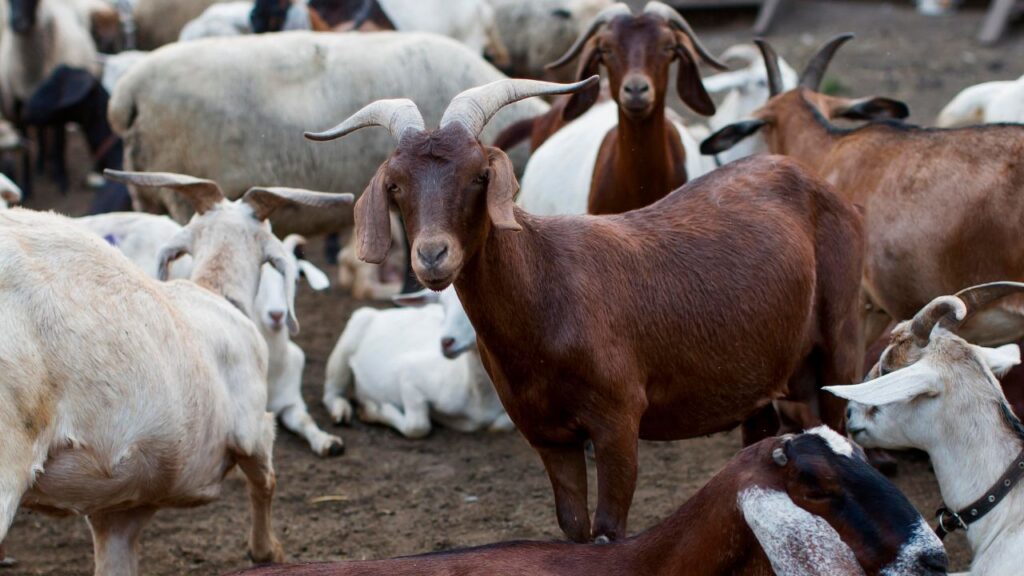 Goat farming