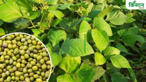 हरी मूंग की बेहतरीन किस्म 70 दिन में देती है 18 क्विंटल उपज, घर बैठे सस्ते में मंगवाएं बीज