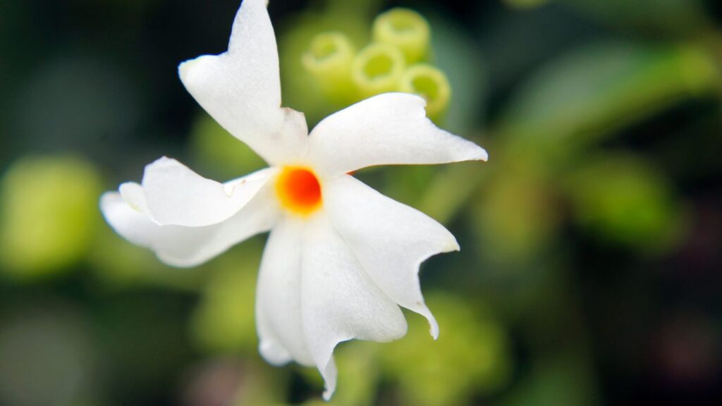 हरसिंगार का हर हिस्सा चाहे वो फूल हो, पत्ती, जड़ या छाल किसी न किसी रोग के इलाज में कारगर है. इसे एक संपूर्ण प्राकृतिक औषधि माना जाता है, जो शरीर को बिना साइड इफेक्ट्स के रोगमुक्त बनाने में मदद करता है. (इस खबर में दी गई जानकारी केवल सामान्य ज्ञान पर आधारित है.)