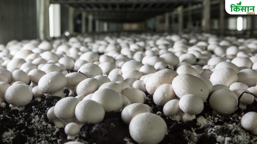 Mushroom Farming