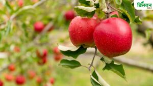 फ्री ट्रेड एग्रीमेंट ने सेब किसानों की बढ़ाई चिंता, कारोबार प्रभावित होने का है डर