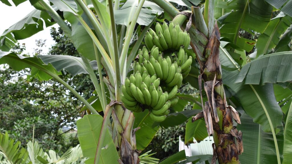 केले के पेड़ को नियमित पानी देने की जरूरत होती है, खासकर गर्मियों में. लेकिन बारिश के मौसम में पानी जमा न हो, इसका ध्यान रखना जरूरी है. चारों ओर खरपतवार को समय-समय पर साफ करते रहें. केले के पेड़ को नियमित पानी देने की जरूरत होती है, खासकर गर्मियों में. लेकिन बारिश के मौसम में पानी जमा न हो, इसका ध्यान रखना जरूरी है. चारों ओर खरपतवार को समय-समय पर साफ करते रहें.