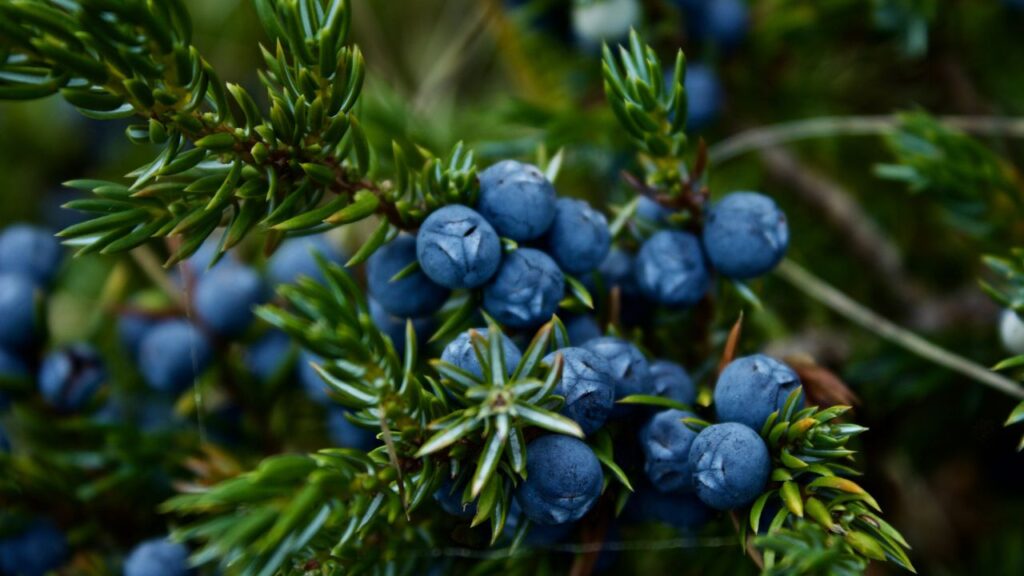 Blueberry Farming in India: How This Superfruit Can Bring Huge Profits to Farmers