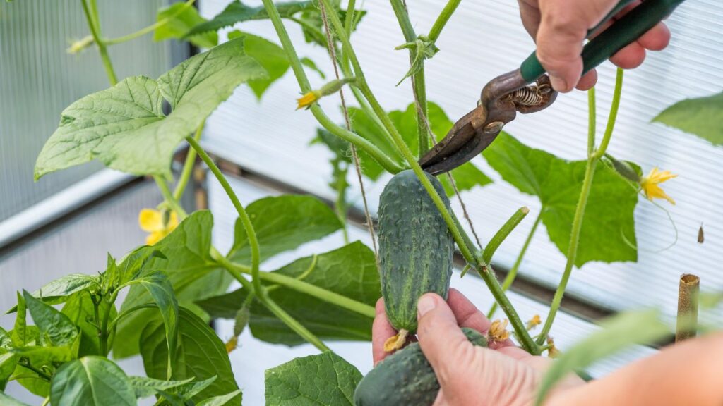 खीरे को ज्यादा पानी चाहिए, लेकिन जलभराव नहीं. हर 2-3 दिन पर हल्की सिंचाई करें. बारिश के मौसम में ध्यान दें कि पानी जड़ में न रुके. निराई-गुड़ाई करते रहें ताकि खरपतवार न बढ़े और मिट्टी ढीली बनी रहे.