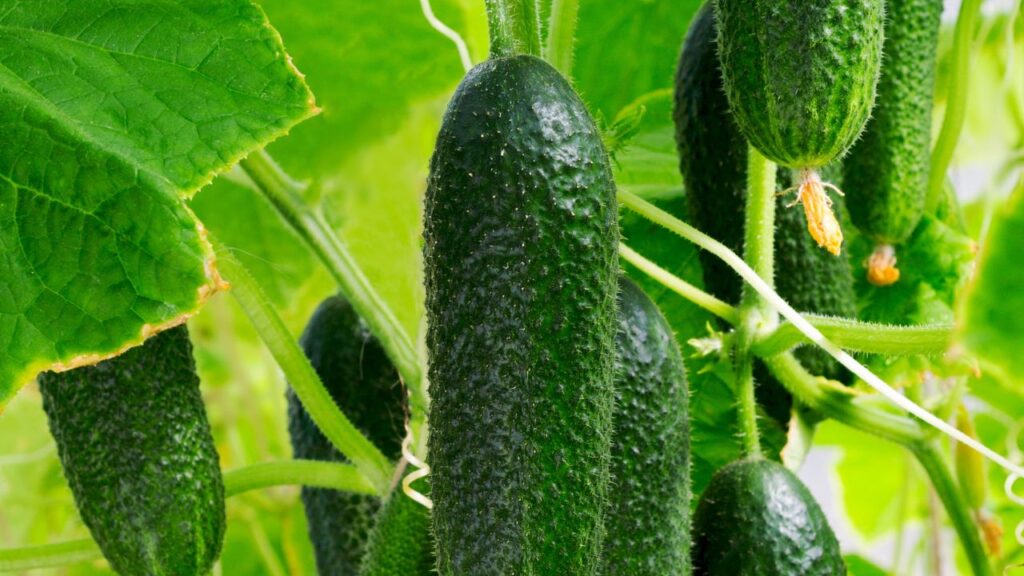 खीरे के पौधों पर पत्तियां पीली पड़ने, फल खराब होने या फफूंदी लगने जैसी समस्याएं हो सकती हैं. नीम का तेल या जैविक कीटनाशकों का नियमित छिड़काव करें, जिससे कीटों से प्राकृतिक बचाव हो सके.