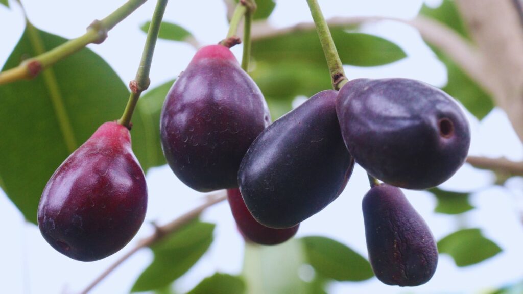 जामुन का पेड़ बड़ा और छायादार होता है. इसे ऐसी जगह लगाएं जहां दिनभर भरपूर धूप आती हो और आस-पास पर्याप्त खुली जगह हो, ताकि इसकी जड़ें और शाखाएं अच्छे से फैल सकें. जामुन का पेड़ बड़ा और छायादार होता है. इसे ऐसी जगह लगाएं जहां दिनभर भरपूर धूप आती हो और आस-पास पर्याप्त खुली जगह हो, ताकि इसकी जड़ें और शाखाएं अच्छे से फैल सकें.