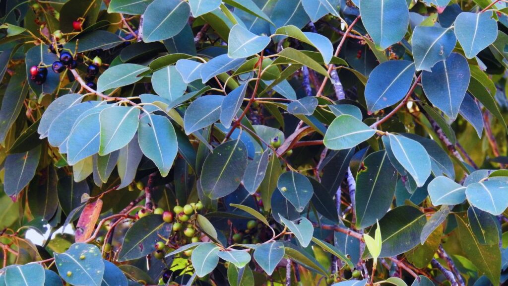 जामुन का पौधा लगाने के लिए सबसे अच्छा समय मानसून (जून से अगस्त) का होता है. इस दौरान मिट्टी में भरपूर नमी रहती है, जो जड़ पकड़ने और ग्रोथ के लिए अनुकूल मानी जाती है. जामुन का पौधा लगाने के लिए सबसे अच्छा समय मानसून (जून से अगस्त) का होता है. इस दौरान मिट्टी में भरपूर नमी रहती है, जो जड़ पकड़ने और ग्रोथ के लिए अनुकूल मानी जाती है.