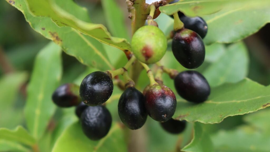 यदि आप फ्लैट या छोटे घर में रहते हैं, तो गमले में भी जामुन उगा सकते हैं. गमला बड़ा होना चाहिए और उसमें पानी निकासी की व्यवस्था होनी चाहिए. शुरुआती 1-2 साल तक पौधे को नियमित धूप और नमी देना जरूरी है.