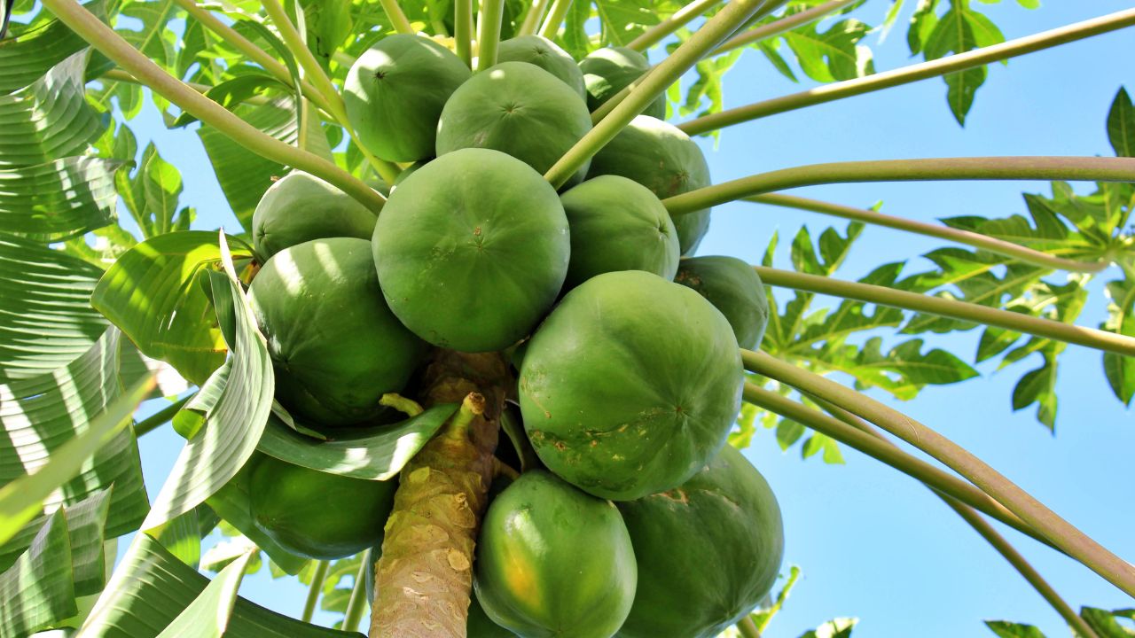 Grow Papaya At Home Open Courtyard Low Cost Farming High Profit Easy Guide India